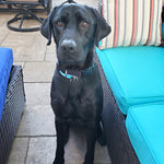 Jax