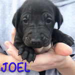 Joel
