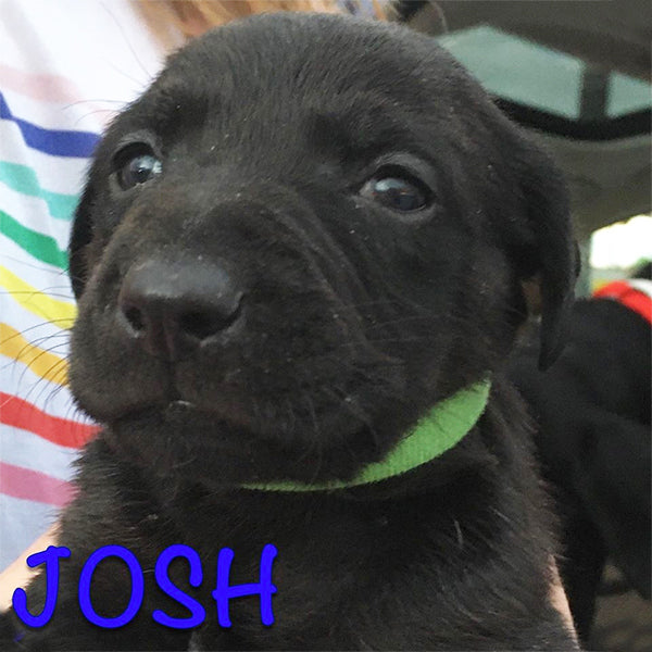 Josh