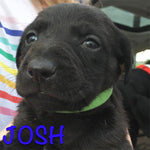 Josh