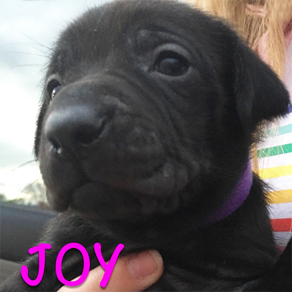 Joy