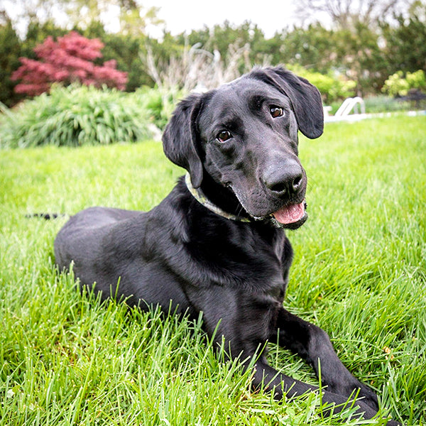 Maxwell