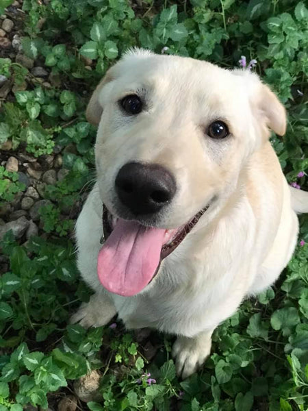 Dogs of Summer / Giants' water retrievers ready for their big-league debut  tomorrow