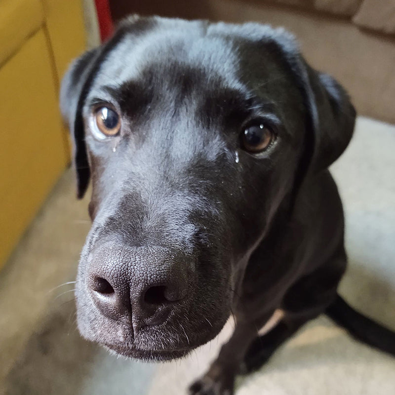 Rascal