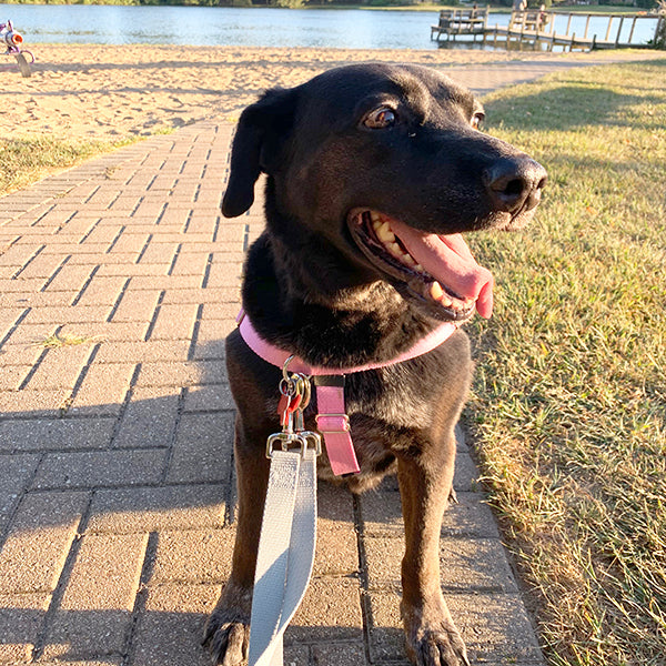 Roxy