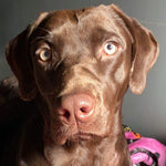 Sadie