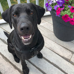 Sitka