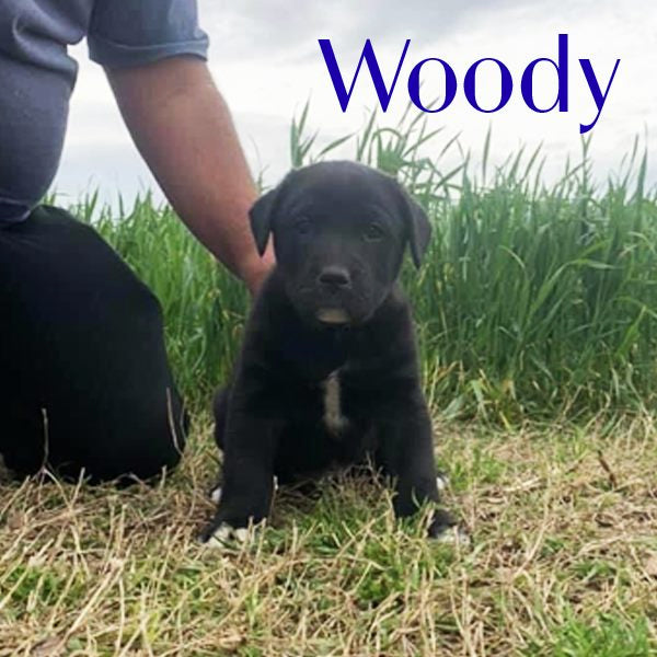 Woody