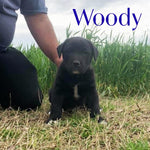 Woody