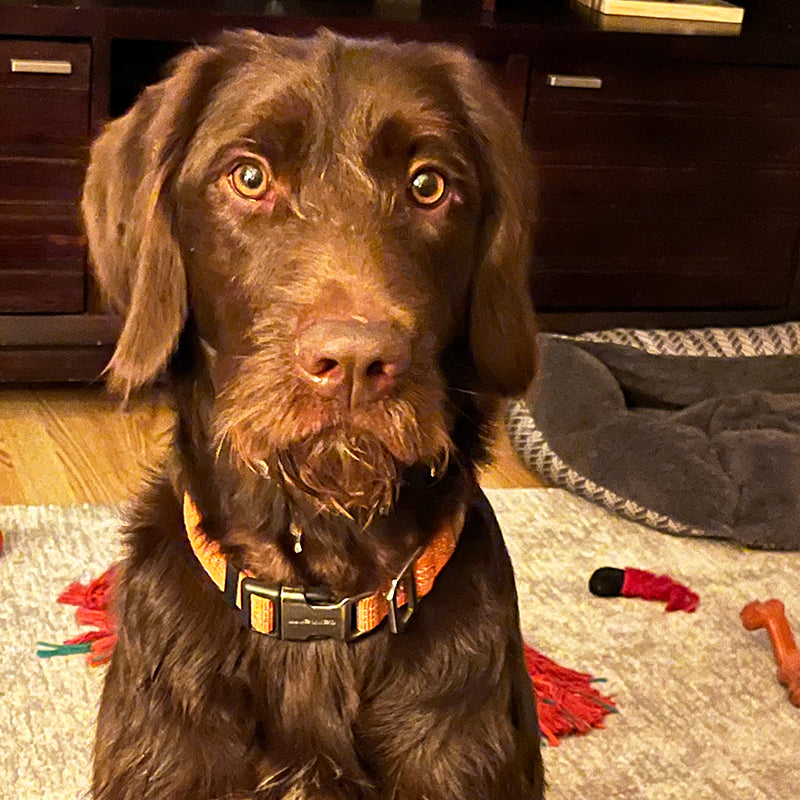 Labradoodle Straight Hair